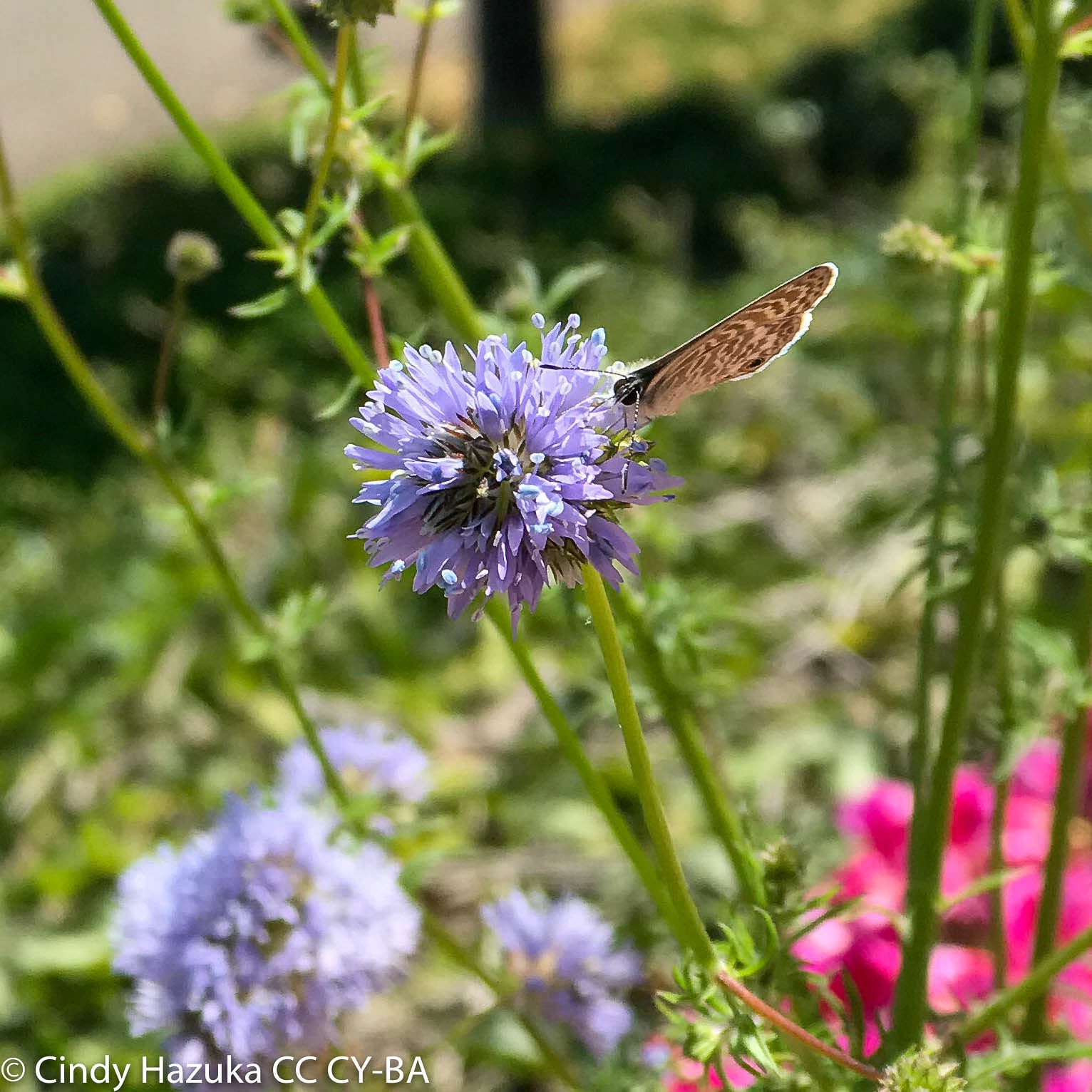 sabbatical⭐︎GILIA Search California Native Plants