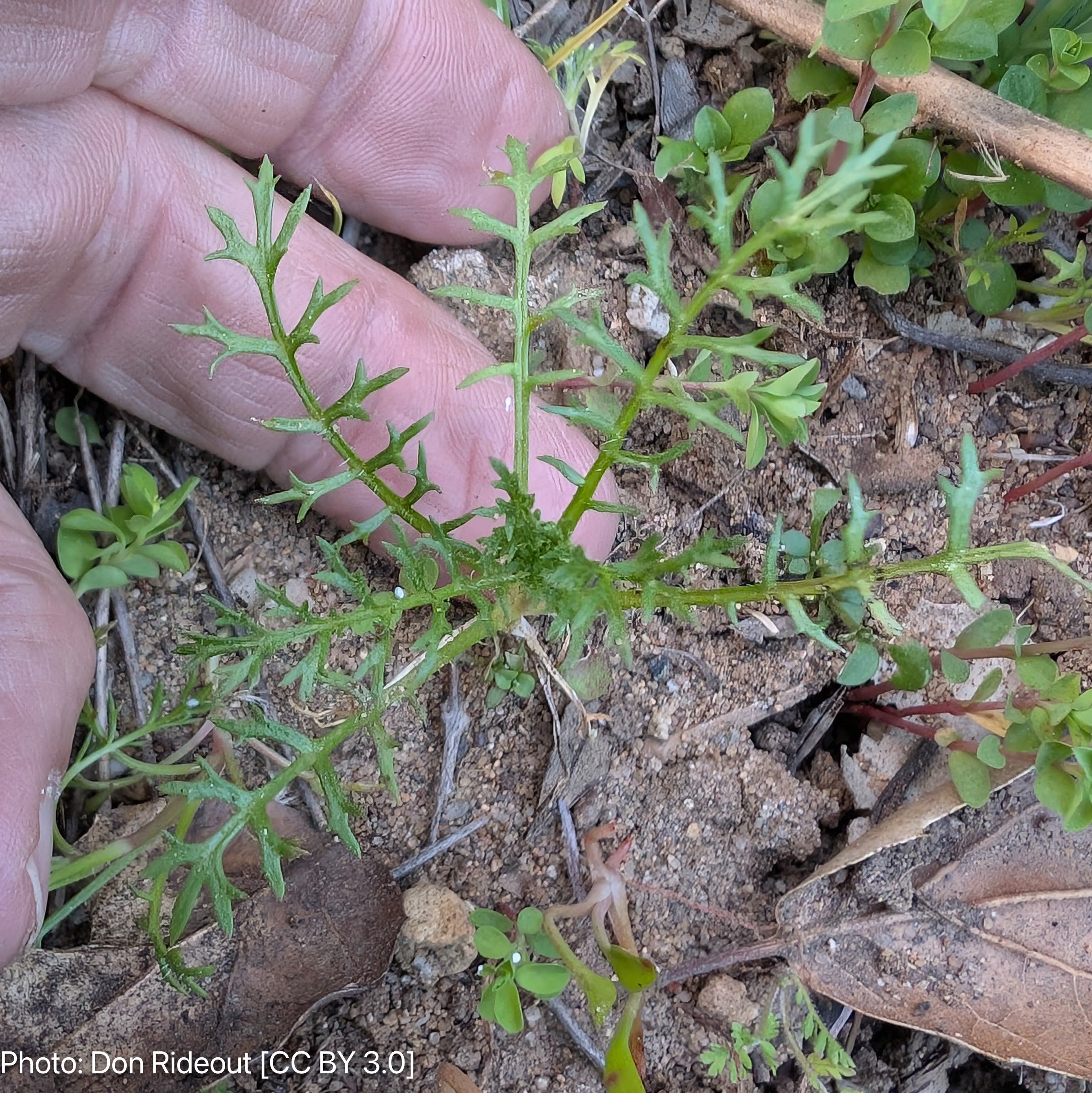 sabbatical⭐︎GILIA Giliastellata1.jpg