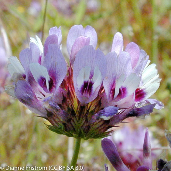 Trifolium willdenovii (Tomcat Clover) | California Native
