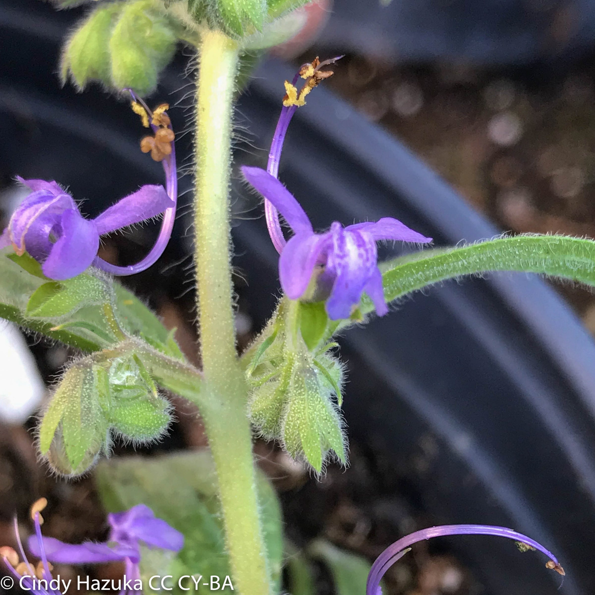 Trichostema lanatum (Woolly Blue Curls) | California Native Seeds from  CNPS-SD