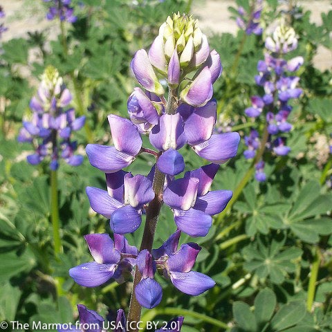 Lupinus succulentus (Arroyo Lupine) | California Native Seeds from