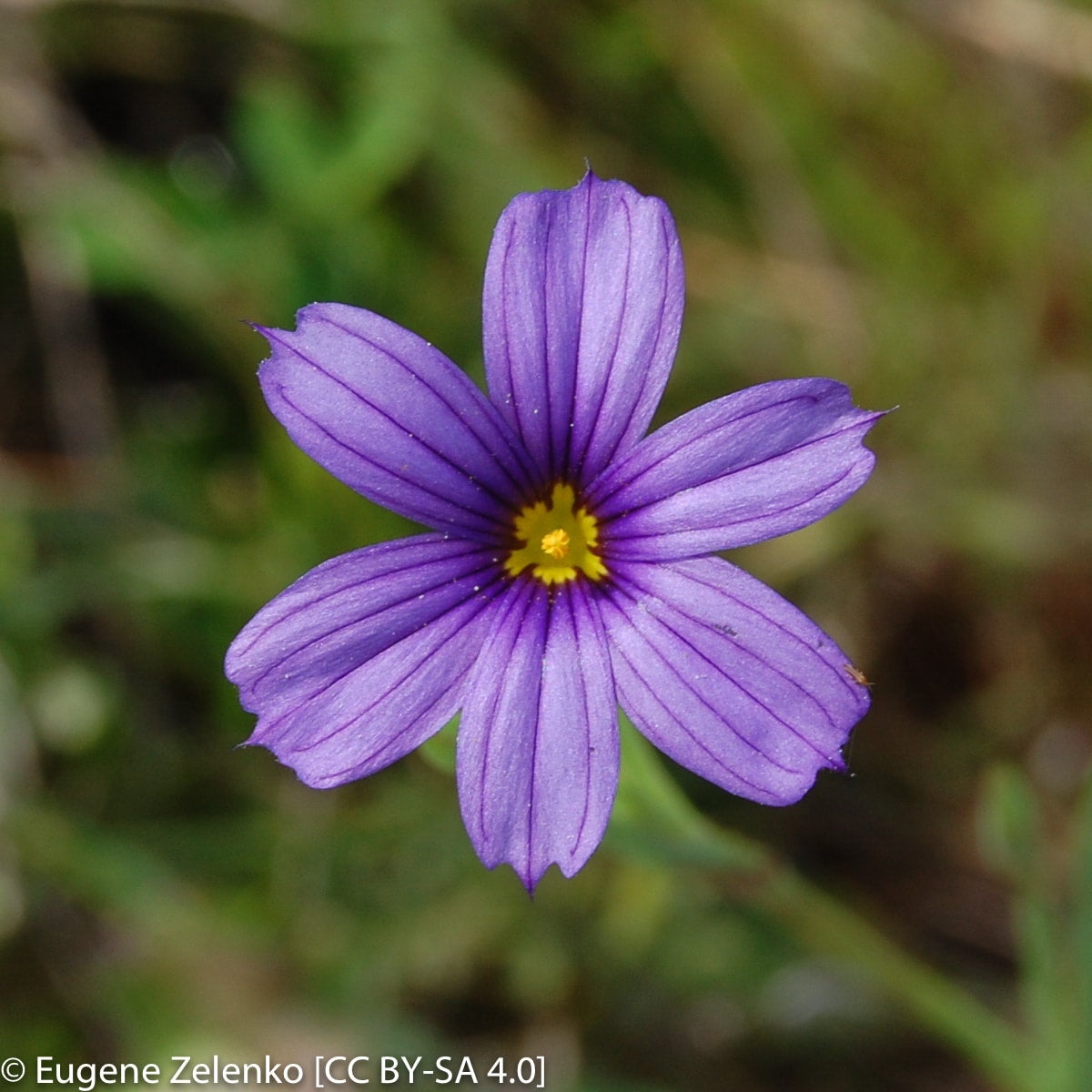 Sisyrinchium Bellum Blue eyed Grass California Native Seeds From sisyrinchium-bellum-blue-eyed-grass-california-native-seeds-from