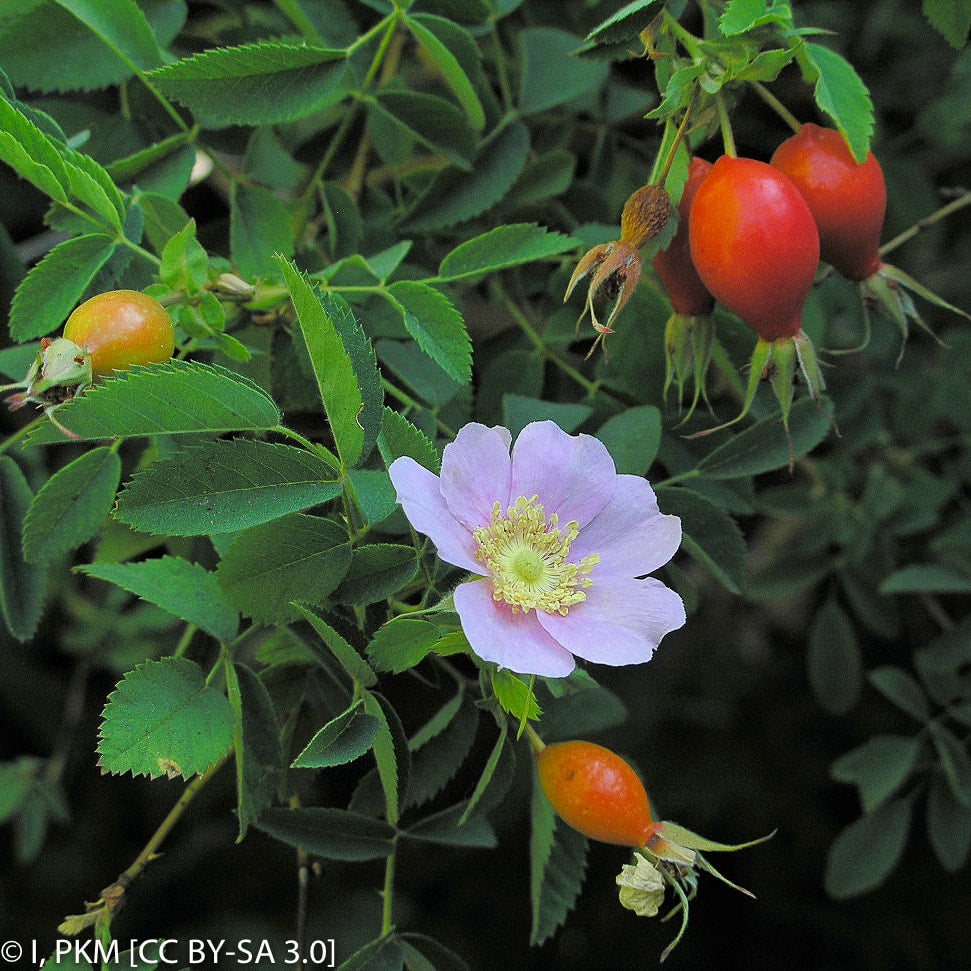 Calafornia Roses Rosa californica (California Wild Rose) | California Native Seeds from ...