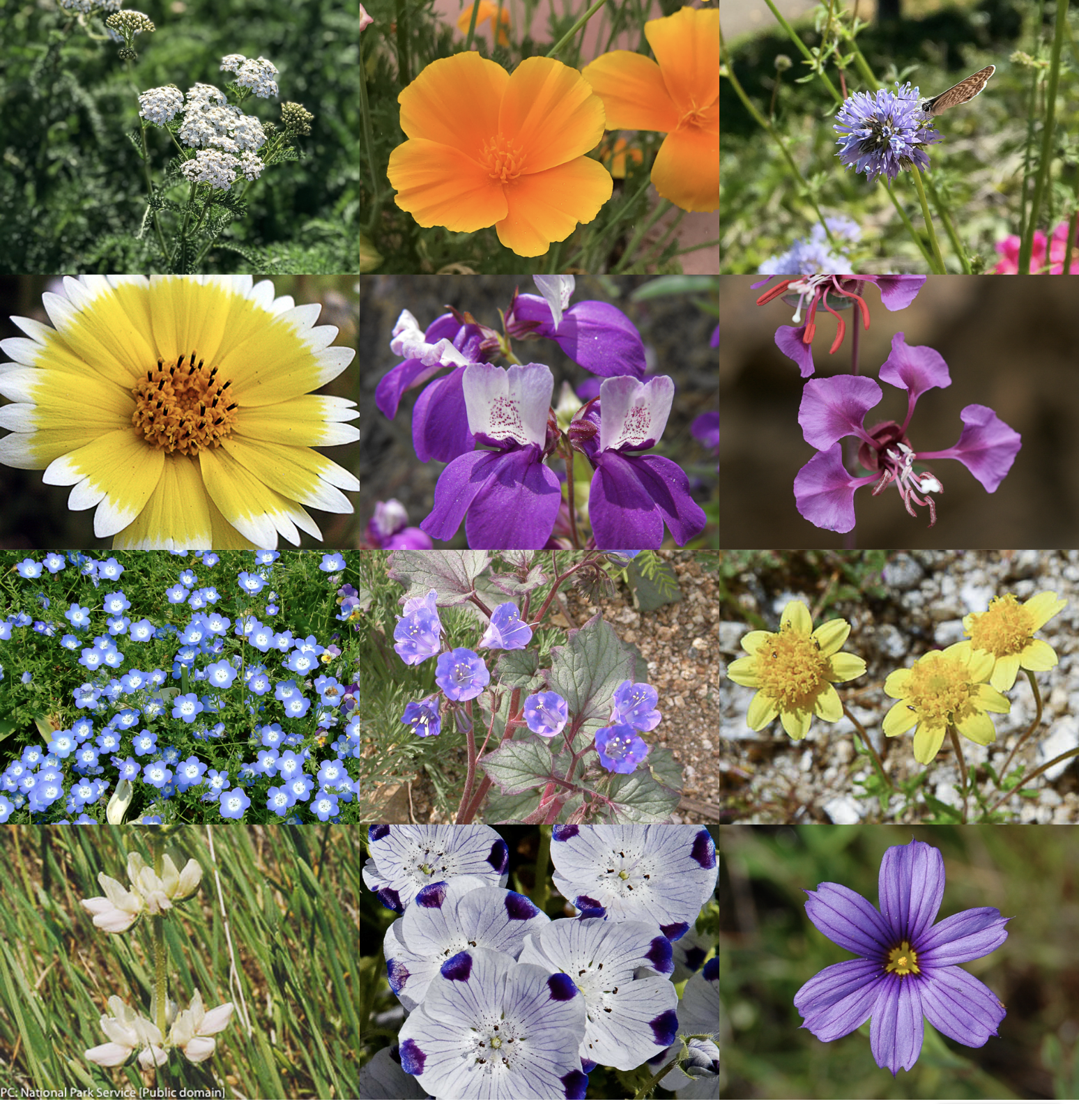 California Native Wildflower Mix | California Native Seeds from CNPS-SD