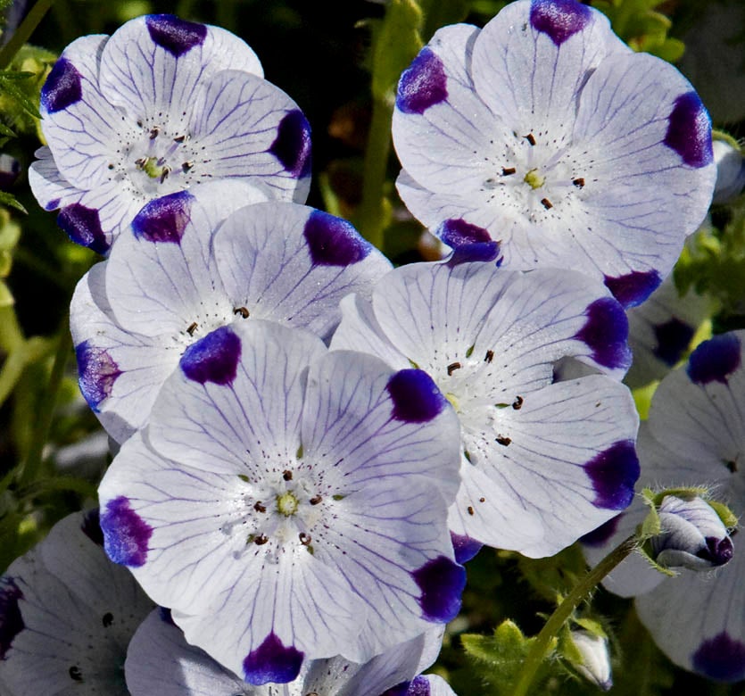 Nemophila maculata (Five Spot) | California Native Seeds from CNPS-SD