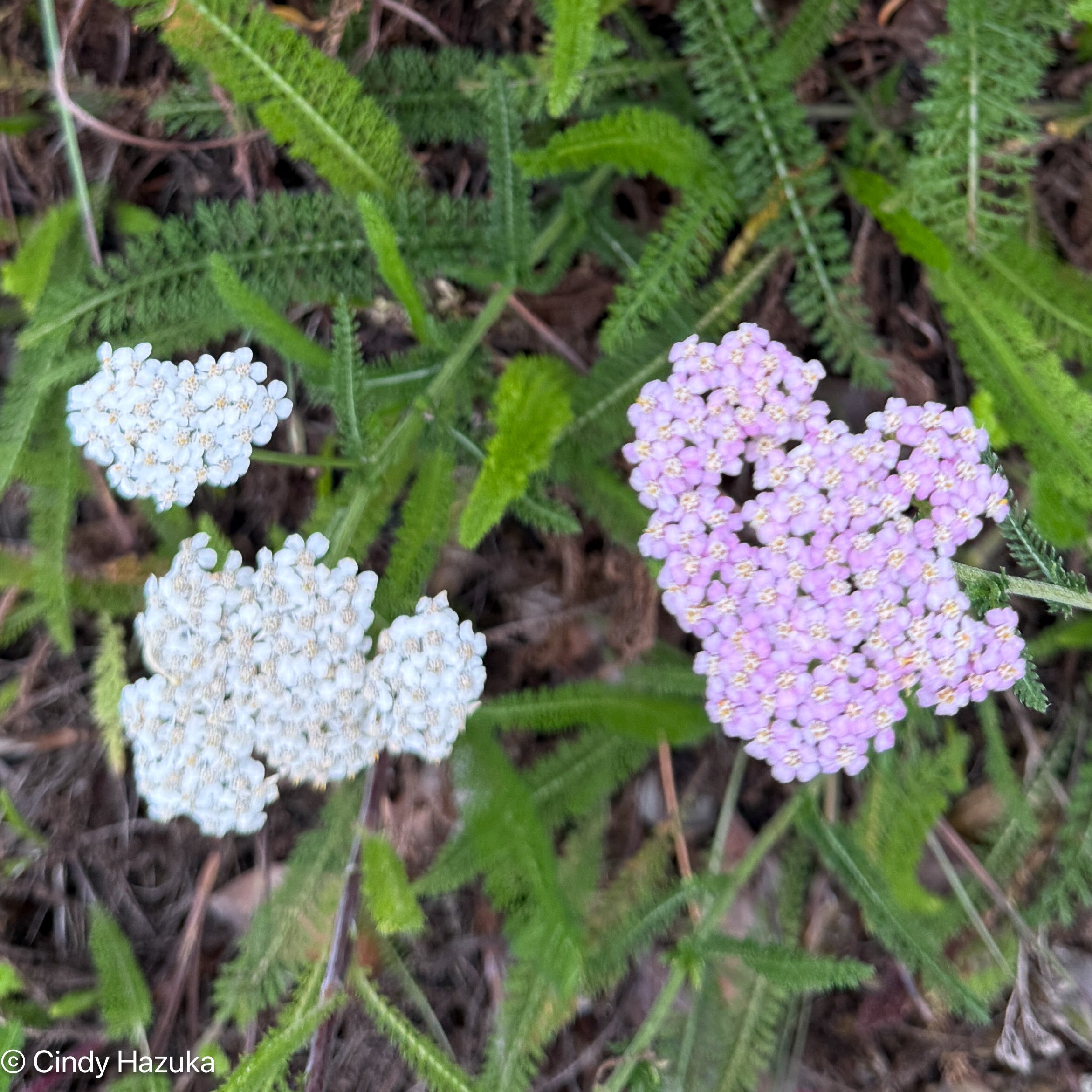 Achillea millefolium (Common Yarrow) | California Native Seeds from CNPS-SD