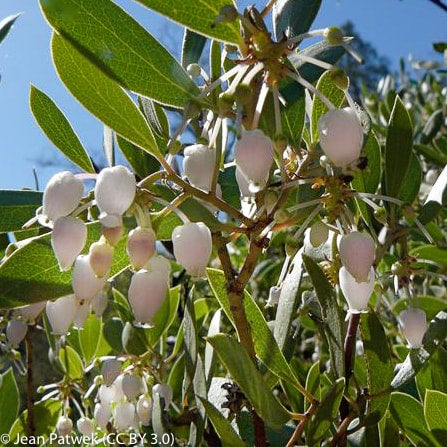 Arctostaphylos glauca (Big Berry Manzanita) | California Native