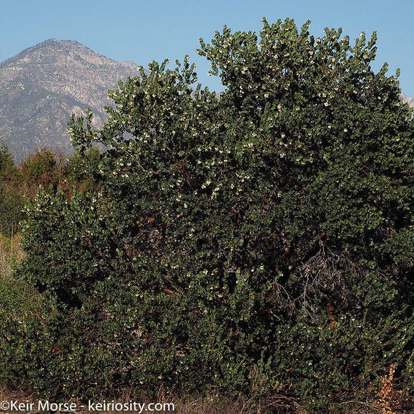 Xylococcus bicolor (Mission Manzanita) | California Native Seeds