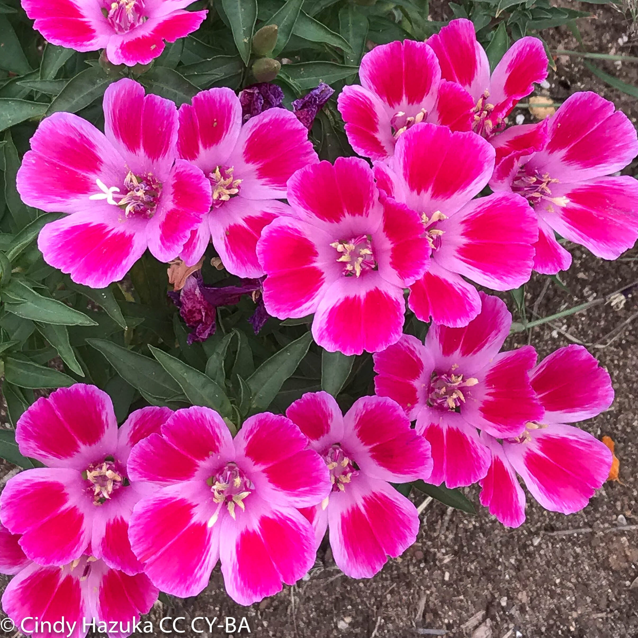 Clarkia amoena (Farewell To Spring) | California Native Seeds from CNPS-SD