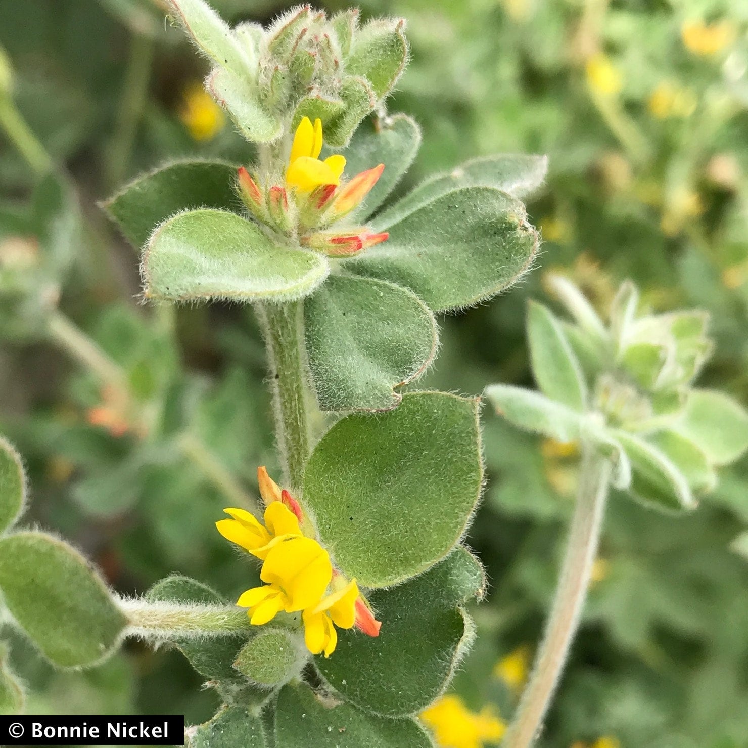 acmispon-heermannii-woolly-lotus-california-native-seeds-from-cnps-sd