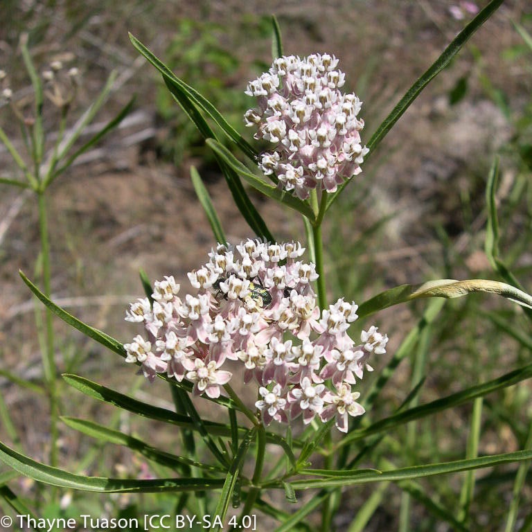 Asclepias Fascicularis (Narrow-Leaf Milkweed) | California Native Seeds ...