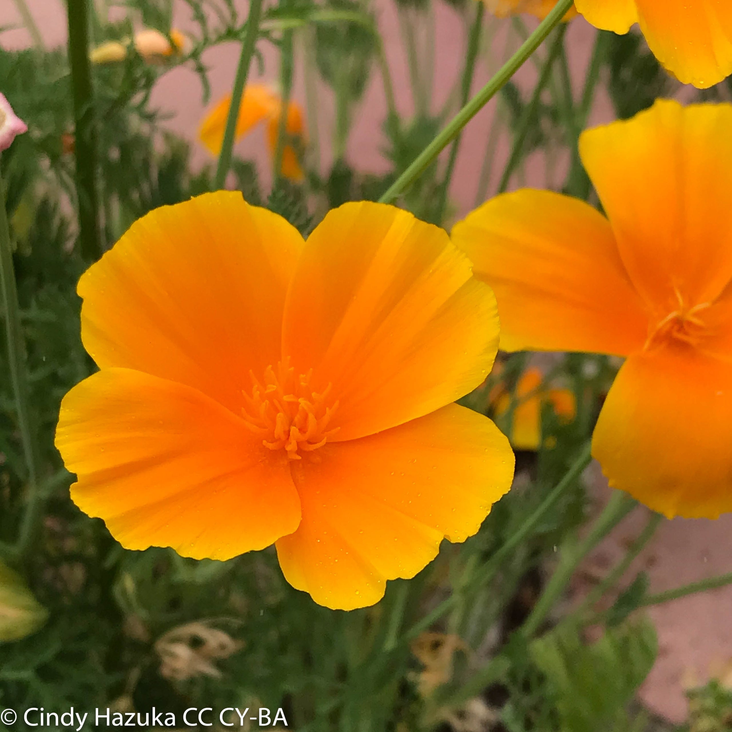 eschscholzia-californica-california-poppy-california-native-seeds