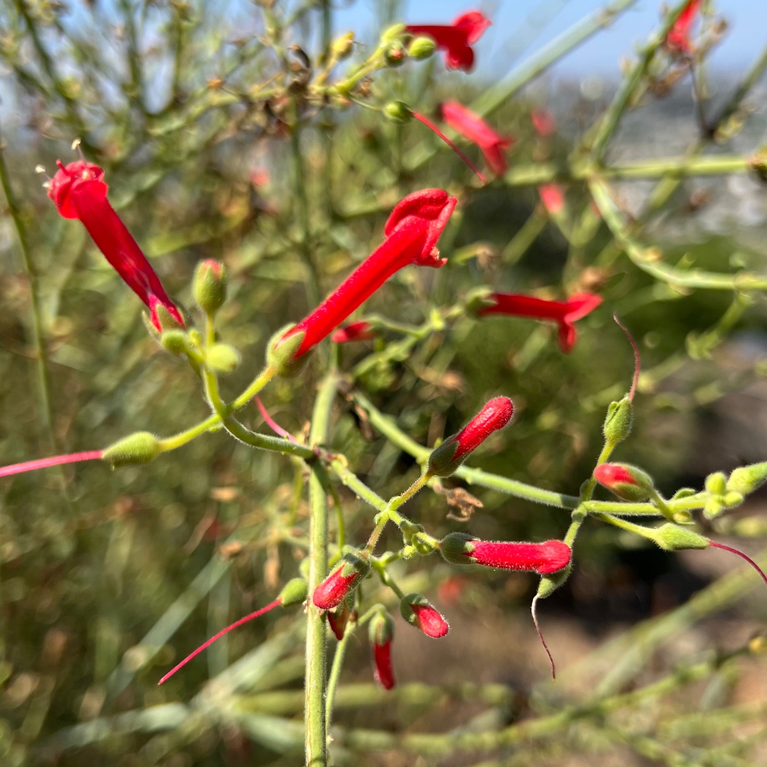 gambelia-juncea-punta-banda-punta-banda-baja-bush-snapdragon