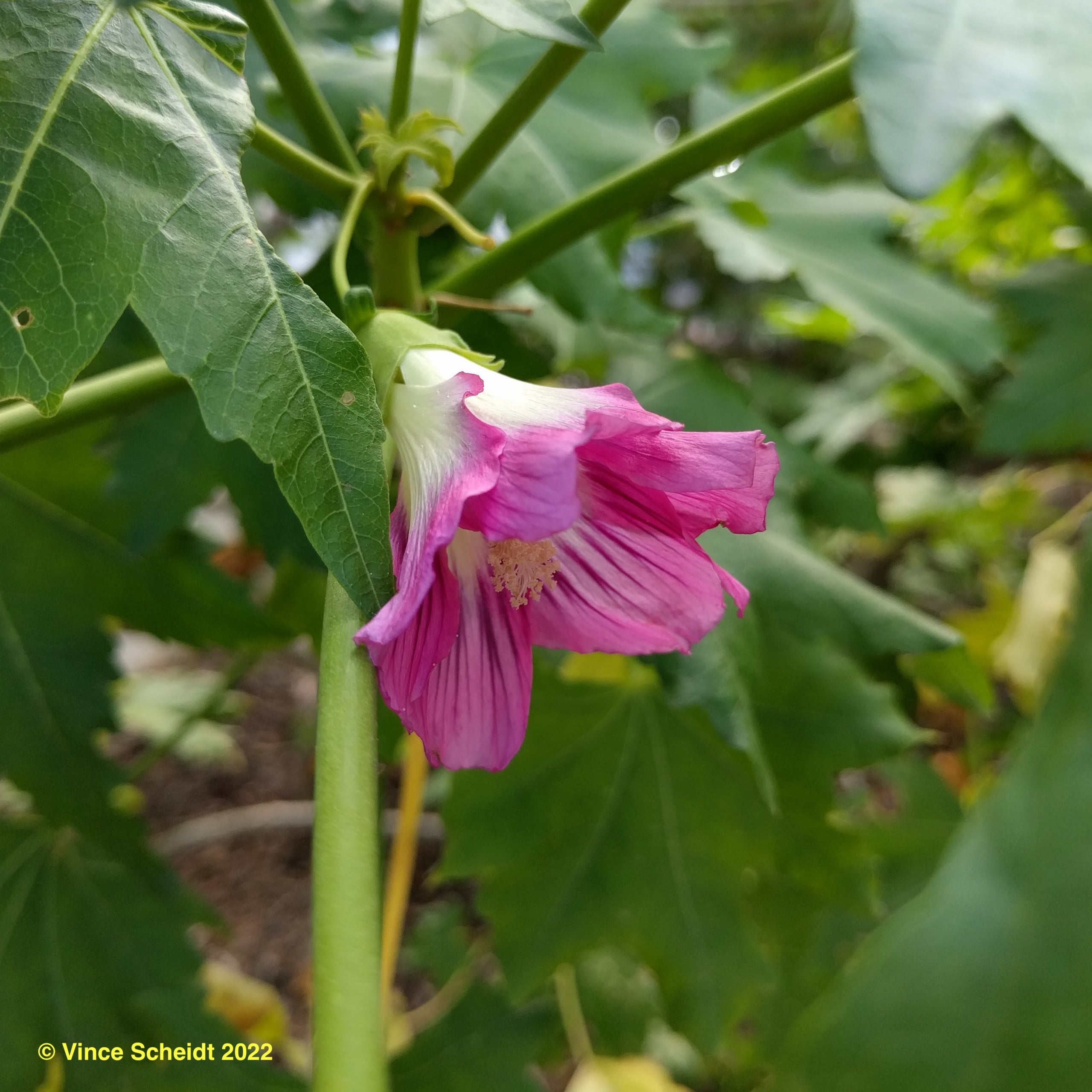 malva-assurgentiflora-ssp-glabra-san-clemente-island-malva-rosa