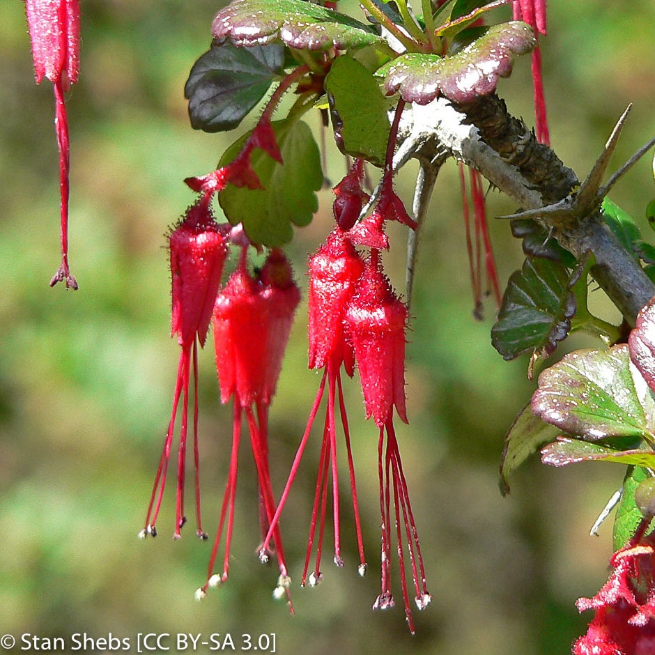 Ribes speciosum (Fuchsia Flowered Gooseberry) | California Native Seeds ...