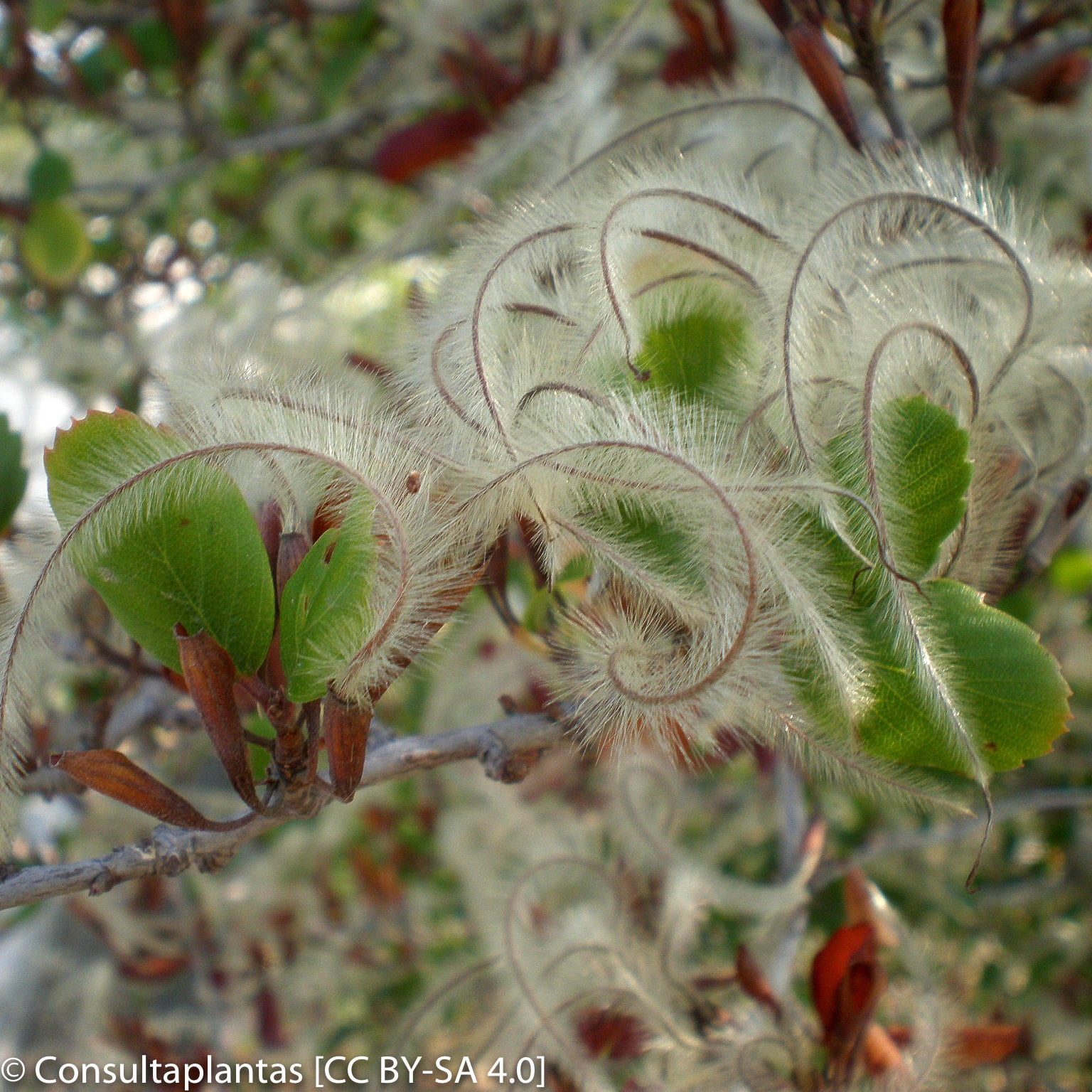 Cercocarpus minutiflorus (San Diego Mountain Mahogany) California