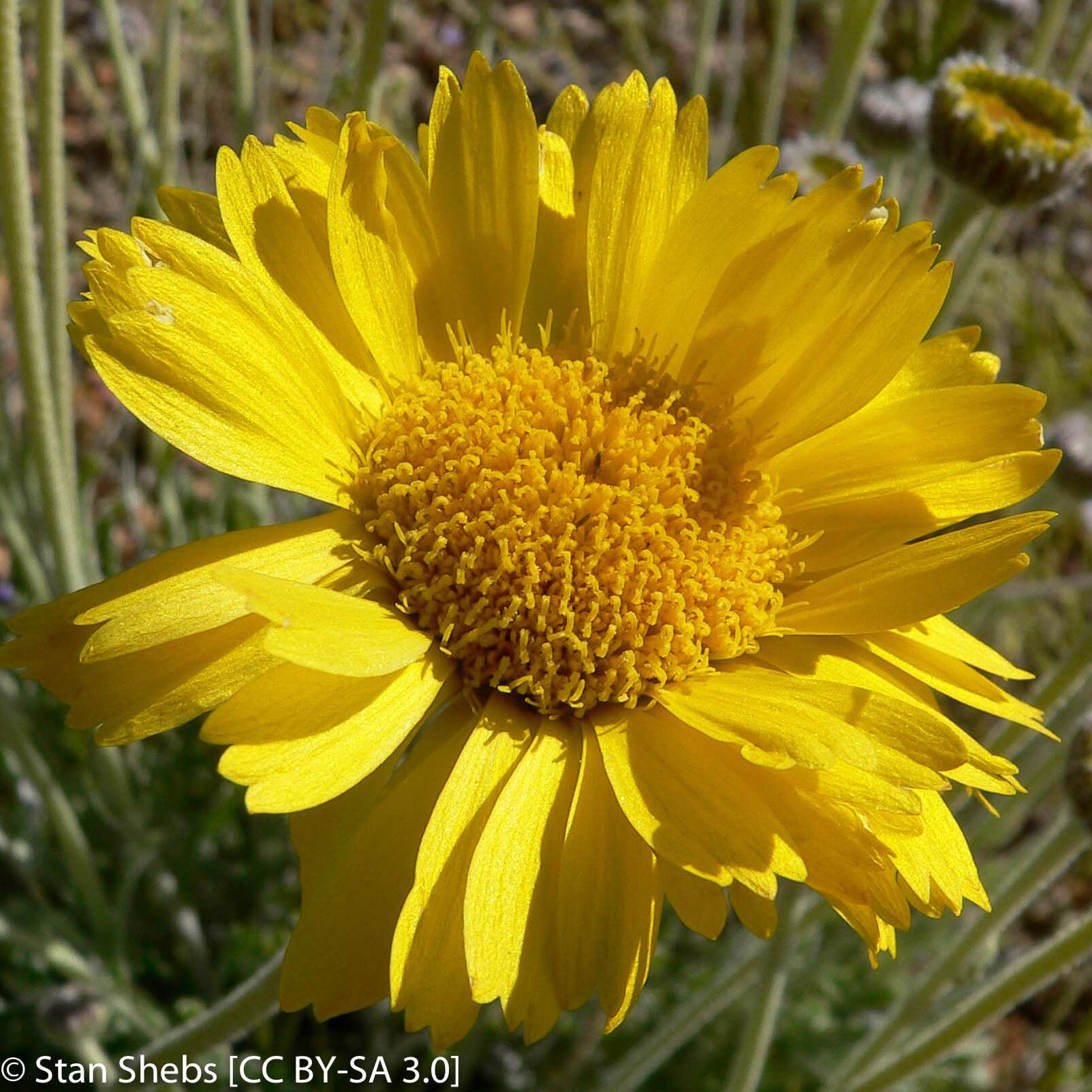 Baileya multiradiata (Desert Marigold) | California Native Seeds from ...