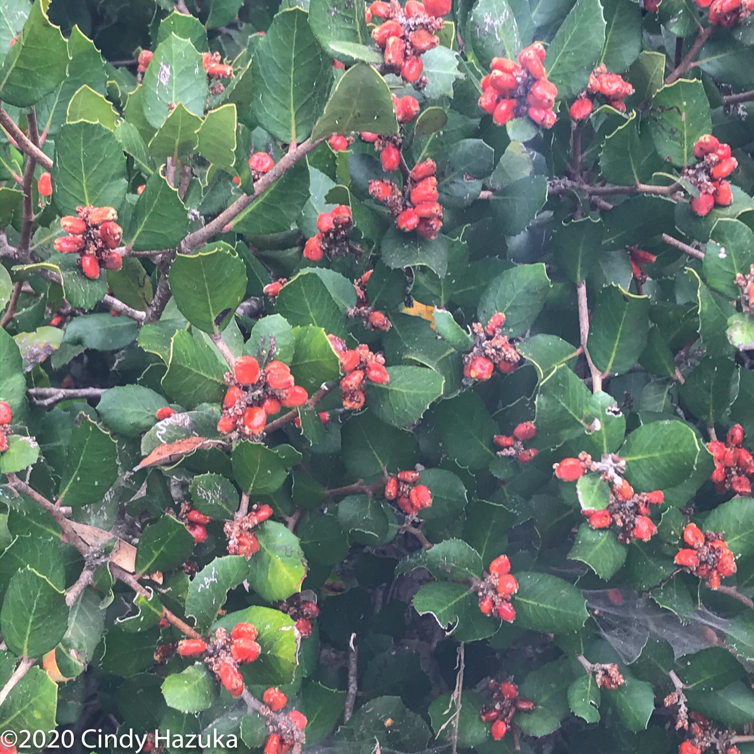 Rhus integrifolia (Lemonade Berry) California Native Seeds from CNPSSD